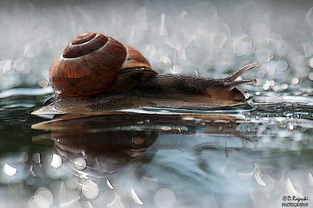 Caracol