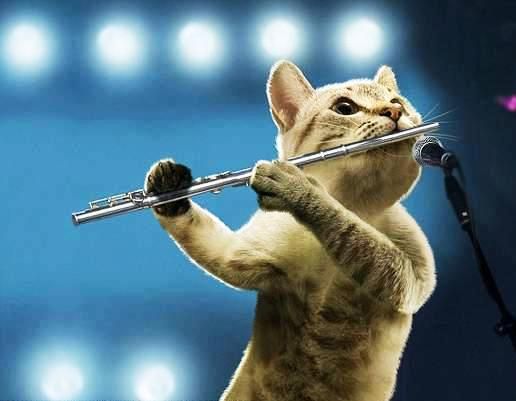 Music Cat